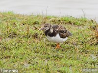 MJH_Turnstone_OM1-300f4_Ulv280224 v1
