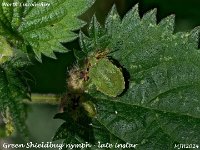 MJH_Green Shieldbug_OM1-mz90mm-nl-8st_Mest110924WN v1
