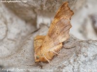 MJH_August Thorn_EM1 mkIII-mz60mm-nl-15st_TKs250724WN v2