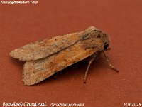 MJH_Beaded Chestnut_OM1-mz60mm-V350-Cygnustech diff-15st_TChest011124WN v1