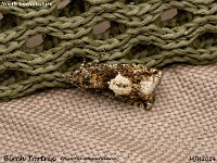 MJH_Birch Tortrix_OM1-mz60mm V350-Cygnustech diff_Mest280824WN v1