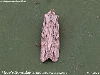 MJH_Blair's Shoulder-knot_OM1-mz60mm-V350-Cygnustech diff-11st_TChest151024WN v1