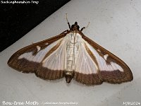 MJH_Box-tree Moth_OM1-mz60mm-V350-Cygnustech diff-13st_TKst220924WN v1