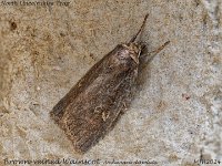 MJH_Brown-veined Wainscot_OM1-mz60mm-nl-15st_TMest0608724WN v1