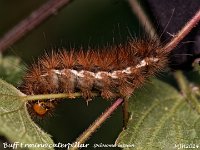 MJH_Buff Ermine Cat_OM1-mz90mm-V350-Cygnustech diff-15st_Mest071024WN v1