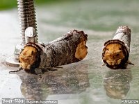 MJH_Buff-tip Pair_OM!-mz60mm-nl-15st_TMest100724WN v1