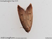 MJH_Carcine quercana_EM1 mkIII-mz60mm-nl-15st_TKs250724WN v2