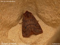 MJH_Chestnut_OM1-mz60mm-V350-Cygtek-diff_St15_TMest131224_v1