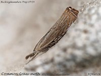 MJH_Common Grass-moth_ Chrysoteuchia culmella_EM1 mkIII-mz60mm-nl-15st_TKs250724WN v2