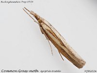 MJH_Common Grass-moth_EM1 mkIII-mz60mm-nl-15st_TKs250724WN v2