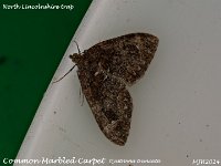 MJH_Common Marbled Carpet_OM1-mz60mm-V350-Cygnustech diff-15st_TMest170924WN v1