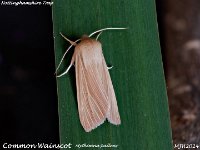 MJH_Common Wainscot_OM1-mc60mm-nl-15st_TChes2008724WN v1