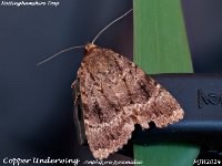 MJH_Copper Underwing_OM1-mc60mm-nl-15st_TChes2008724WN v1