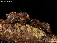 MJH_December Moth_OM1-mz60mm-V350-Cygtek-diff_St10_TMest131224 v1