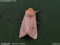 MJH_Delicate_OM1-mz60mm-V350-Cygnustech diff-8st_TChest151024WN v1