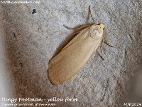 MJH_Dingy Footman yellow_OM1-mz60mm-nl-15st_TMest100724WN v2