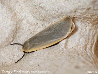 MJH_Dingy Footman_OM1-mz60mm-nl-15st_TMest100724WN v1