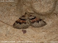 MJH_Flame Carpet_OM1-mc60mm-V350-Cygnustek diff-10st_TMest270824WN v1