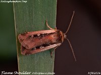 MJH_Flame Shoulder_OM1-mc60mm-nl-15st_TChes2008724WN v1