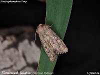 MJH_Flounced Rustic_OM1-mz40-150mm-V350-15st_TChes2008724WN v1