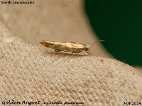 MJH_Golden Argent_OM1-mz60mm-V350-Cygnustech diff_TMest270824WN v1