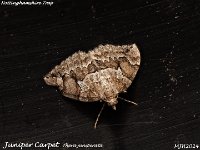 MJH_Juniper Moth_OM1-mz60mm-V350-Cygnustech diff-15st_TChest011124WN v1