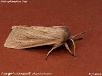 MJH_Large Wainscot_OM1-mz60mm-V350-Cygnustech diff-11st_TChest221024WN v1