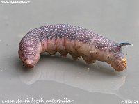 MJH_Lime Hawk Caterpillar_EM1-MkIII-mz60mm-nl-8st_Ks240724WN v1-1