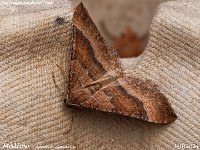 MJH_Mallow_OM1-mz60mm-V350-Cygnustech diff-10st_TChest221024WN v1