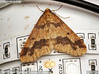 MJH_Mottled Umber_OM1-mz60mm-V350-Cygtek-diff_ST15_TMest131224 v1