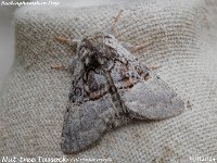 MJH_Nut-tree Tussock_EM1 mkIII-mz60mm-nl-15st_TKs250724WN v2