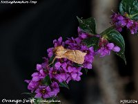 MJH_Orange Swift_EM1-mz40-150mm-V350-15st_TChes2008724WN v1