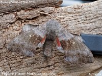 MJH_Poplar Hawk Moth_EM1 mkIII-mz60mm-nl-15st_TKs250724WN v2
