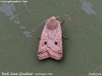 MJH_Red-line Quaker_OM1-mz60mm-V350-Cygnustech diff-8st_TChest151024WN v1