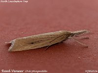 MJH_Reed Veneer_OM1-mz60mm-nl-15st_TMest100724WN v2