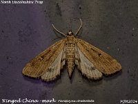 MJH_Ringed China-mark_OM1-mz60mm-V350-Cygnustech diff_TMest270824WN v1