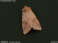 MJH_Sallow_OM1-mz60mm-V350-Cygnustech diff-15st_TChest151024WN v1