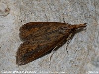 MJH_Schoenobius-gigantella_OM1-mz60mm-nl-35st_TMest300524 v1