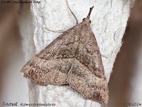 MJH_Snout_OM1-mz60mm-nl-15st_TMest100724WN v2