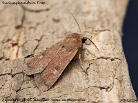 MJH_Square Spot Rustic_OM1-mz60mm-V350-Cygnustech diff-13st_TKst220924WN v1