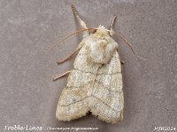 MJH_Treble-Lines_OM1-mz60mm-nl-29st_TNLincs200524 v1