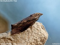 MJH_Wax Moth_EM1-mz60mm-nl-15st_TKst807724WN v1