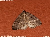 MJH_Winter Moth_OM1-mz60mm-V350-Cygnustech diff-15st_TChest011124WN v1