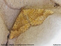 MJH_Yellow Shell_OM1-mz60mm-nl--50st_TKeep1108724WN v1