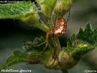 MJH_Metallina spec._OM1-mz90mm-V350-Cygnustech diff-11st_Mest090924WN v1