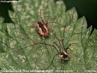 MJH_Mitopus morio3_OM1-mz90mm-V350-Cygtekdiff-15st_Chest2008724WN v1