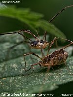 MJH_Mitropus morio_OM1-mz90mm-V350-Cygtekdiff-5st_Chest2008724WN v2