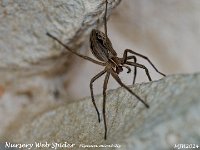 MJH_Nursery-Web-Spider_OM1-mz90mm-nl-ss_NLincs200524 v1