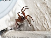 MJH_Steatoda nobilis_EM1-mz40-150mm-V350f-10st_Kst220924WN v1