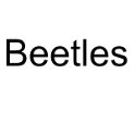 Beetles